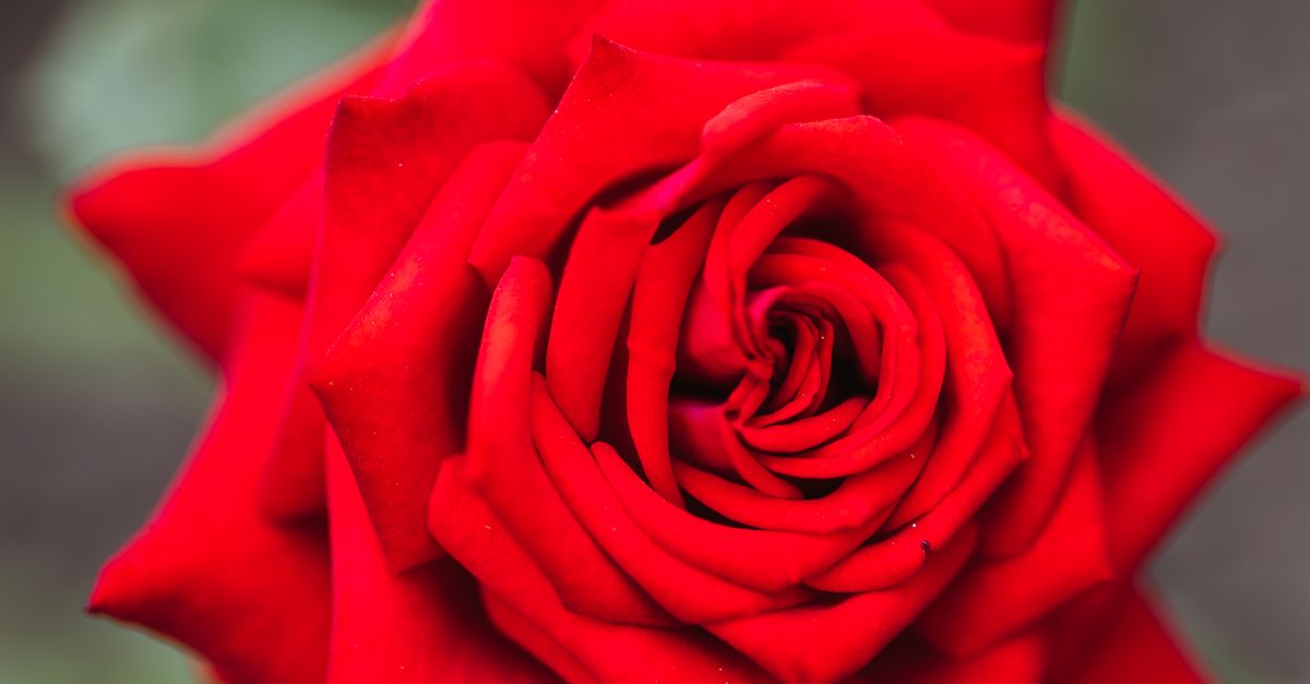 Rose Image Content An incredibly beautiful macro image of a rose · Free Stock Photo