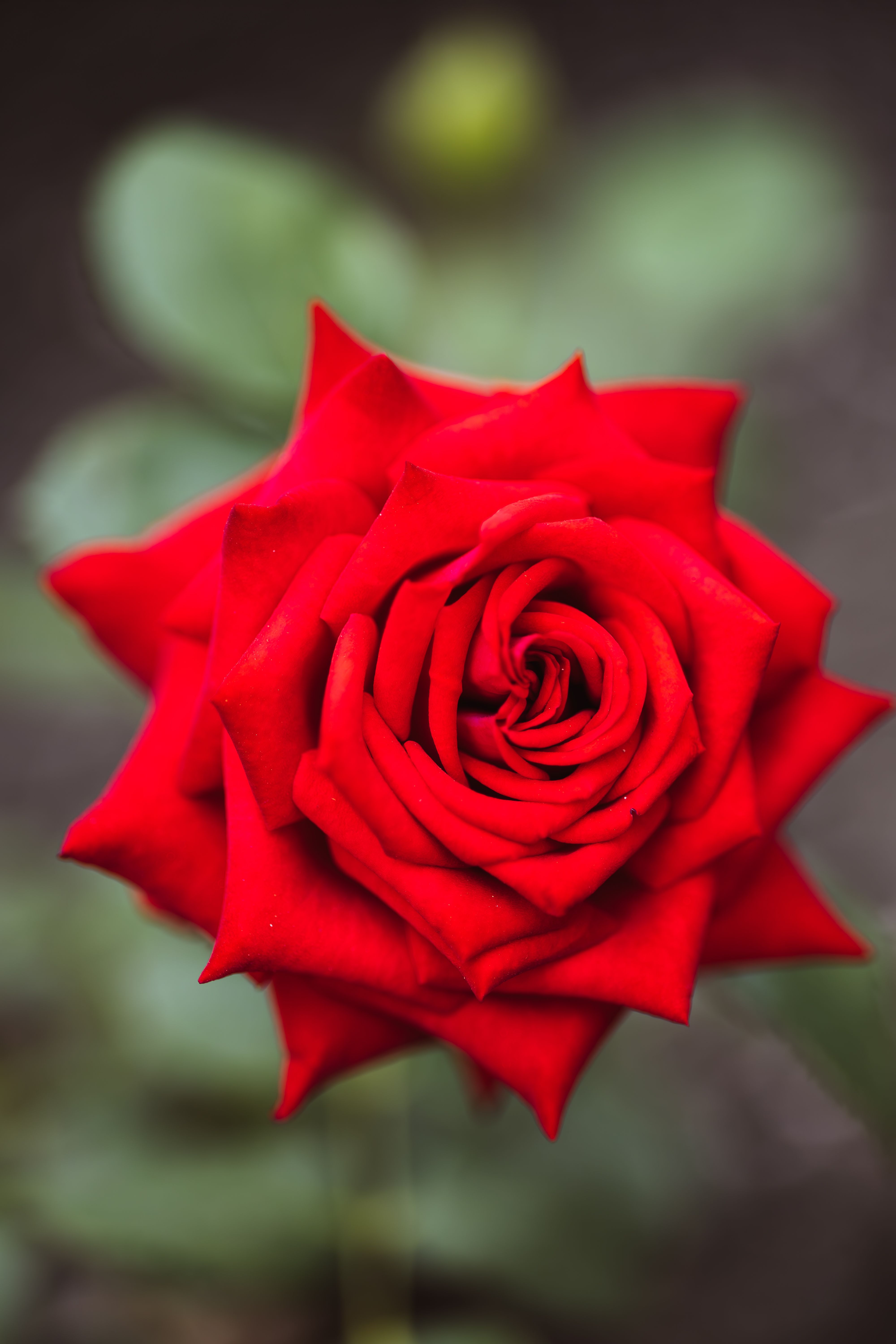 Rose Image Content An incredibly beautiful macro image of a rose · Free Stock Photo