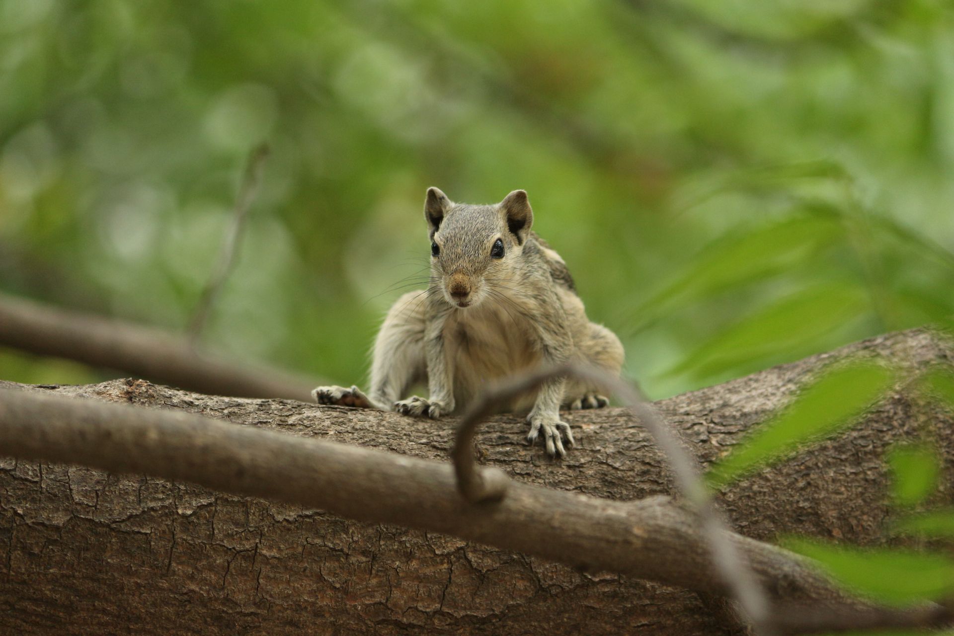 Close-up of an Indian Palm Squirrel on a Tree