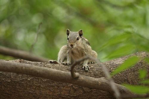 Free A cute Indian palm squirrel perched on a tree branch, captured in a close-up view. Stock Photo