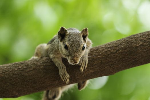 Adorable squirrel resting on a branch with a lush green background. Nature and wildlife captured in detail.