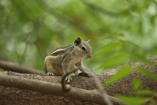 Close-up of a cute Indian Palm Squirrel (Funambulus palmarum) sitting on a tree branch in a lush green setting.