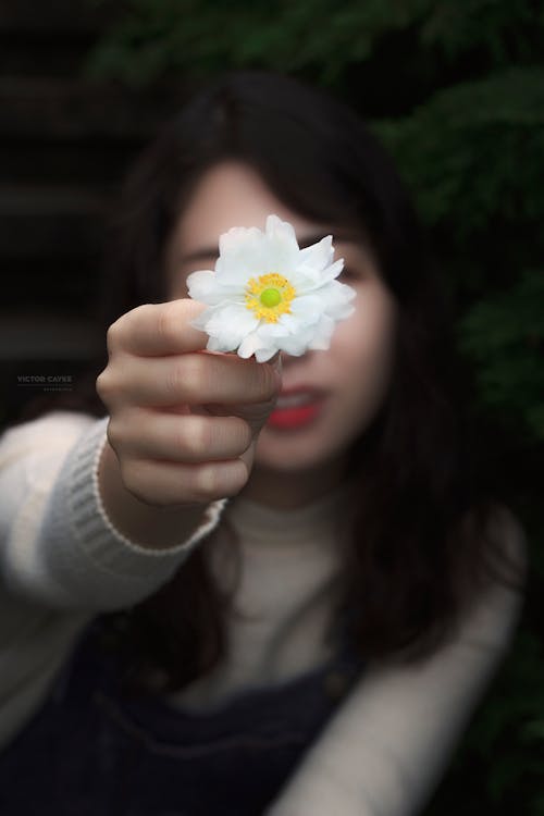 beyaz, çiçek, dikey atış içeren Ücretsiz stok fotoğraf