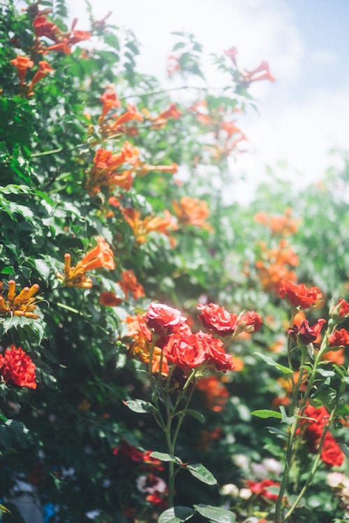 Flower Bushes Blooming in the Garden