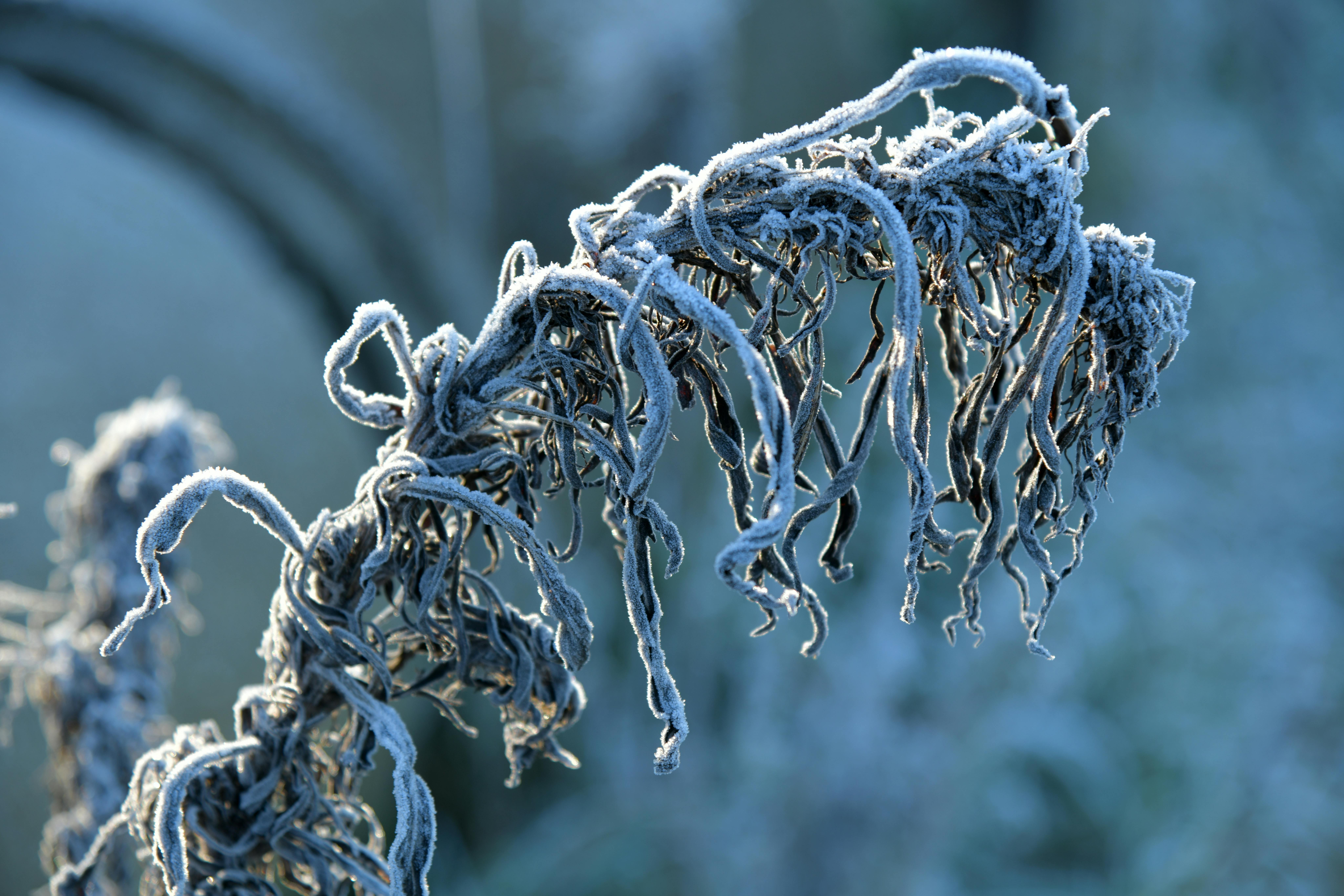 Free stock photo of frost, frozen, plant