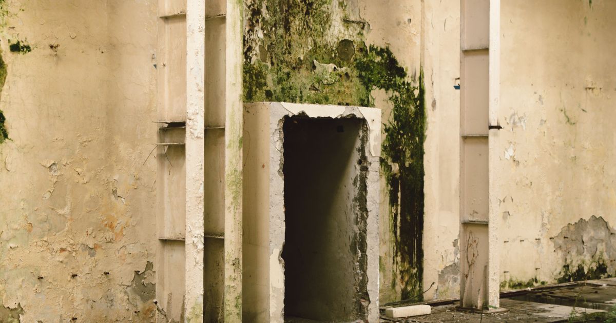 Mold Remediation services in Florida