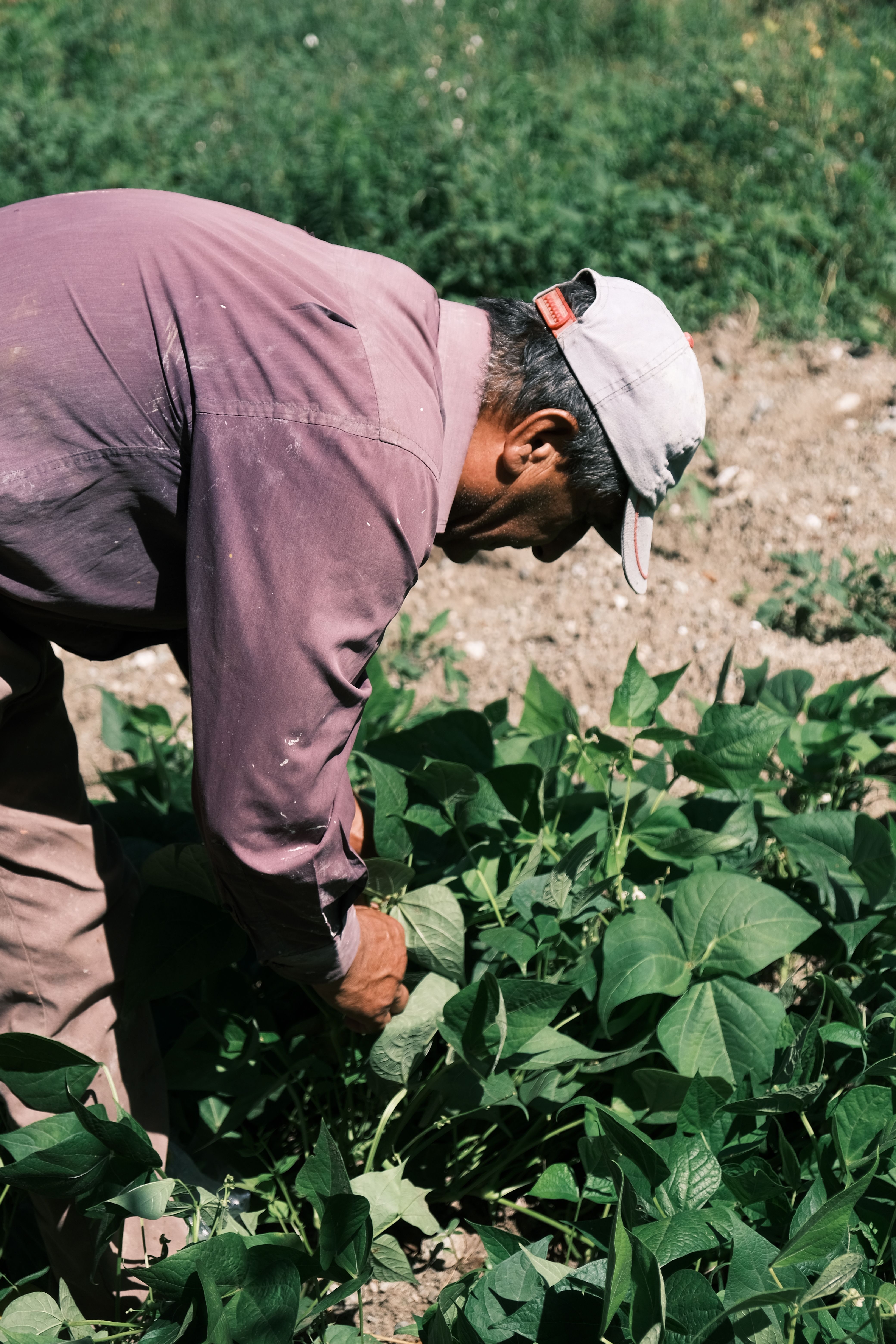 Farming innovations that enabled the rise of modern civilization