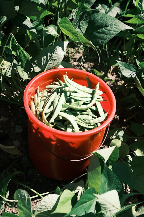 Bucket of Pea Pods in a Field Between the Rows