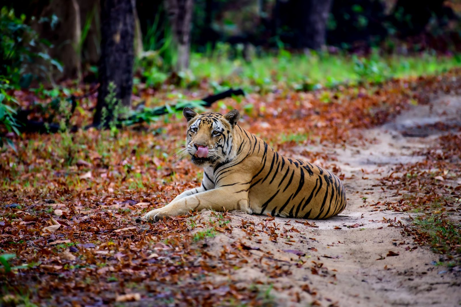 Wildlife experiences in India