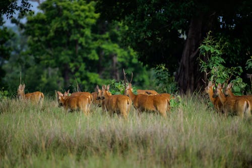 Deer and Bucks in Nature