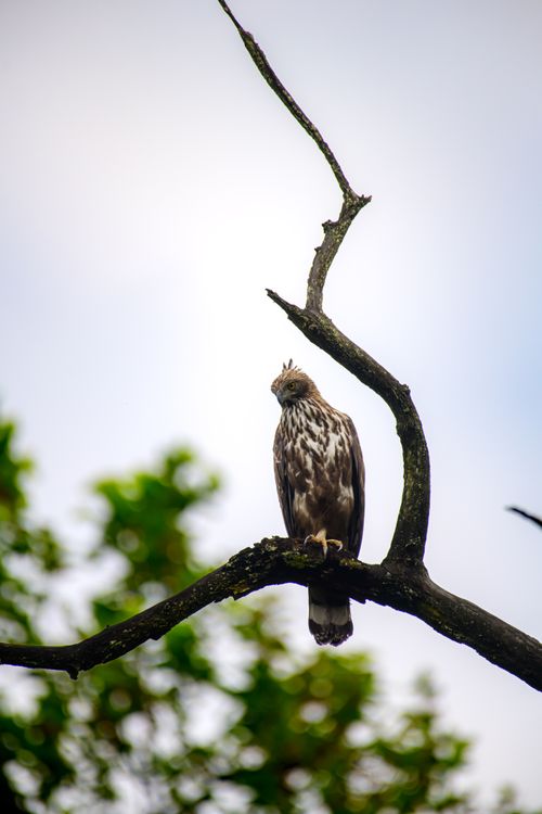 Free Crested Serpent Eagle perched on a tree branch in Kanha Kisli, India. Vibrant wildlife scene. Stock Photo