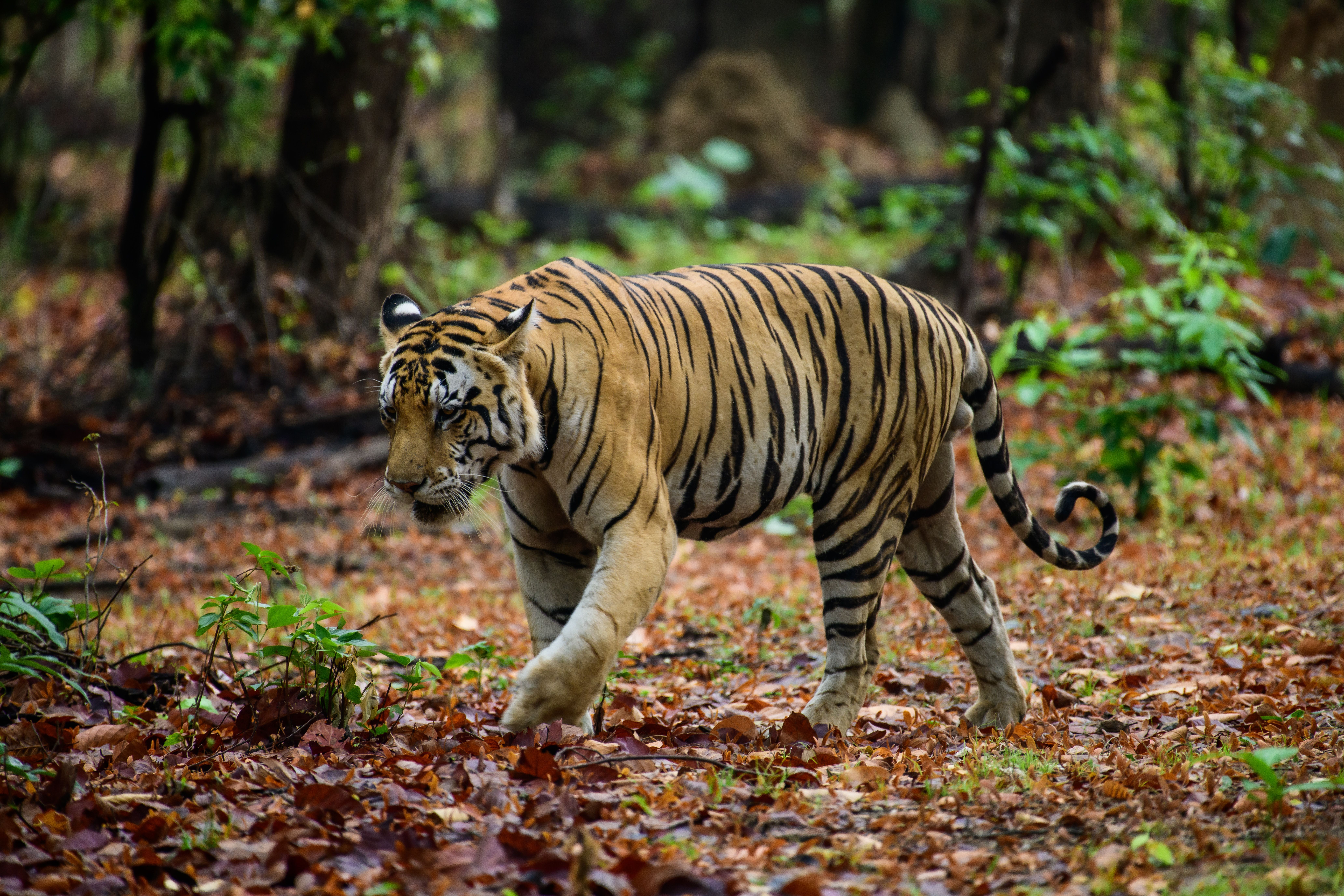 Parambikulam Tiger Reserve forest landscape