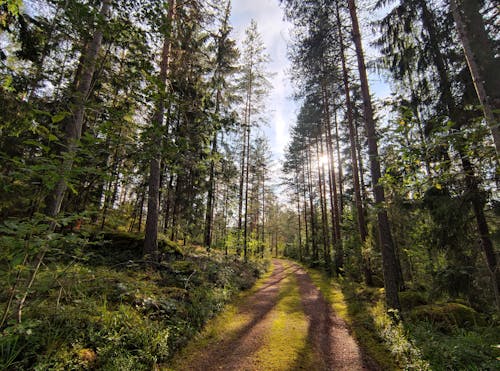 Dirt Road in Evergreen Forest