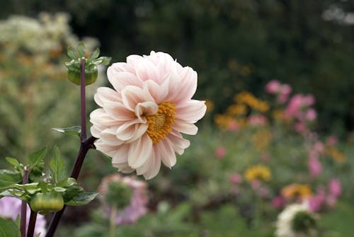 Gratis lagerfoto af Azalea, baggrund, bane