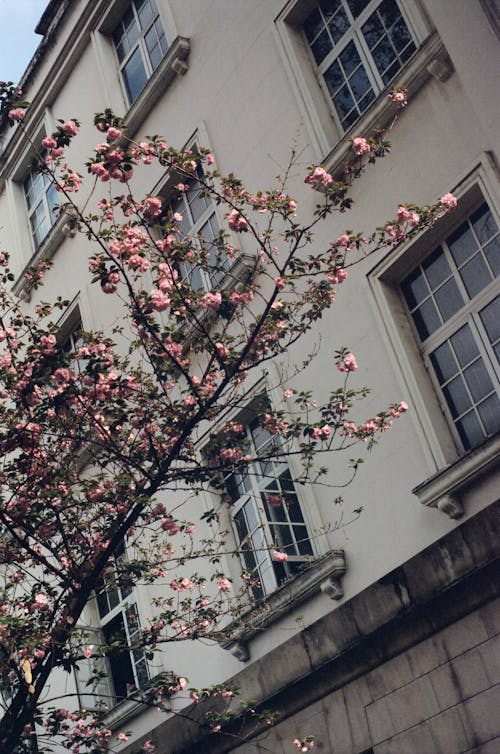 Blossoms on Branches near Building Wall