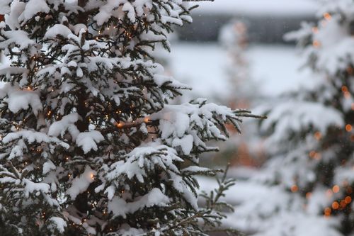 Free Winter scene of snow-covered evergreen trees adorned with twinkling lights. Stock Photo