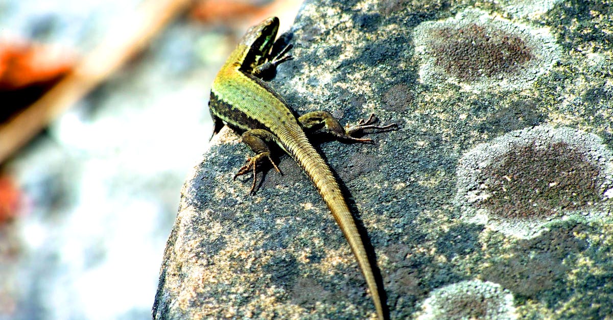 Free stock photo of lizard