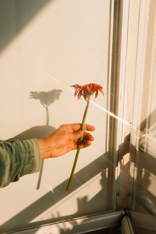 Darmowe zdjęcie z galerii z cień, kwiat, okna