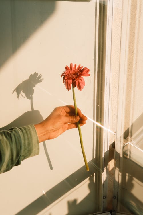 Immagine gratuita di finestra, finestre, fiore