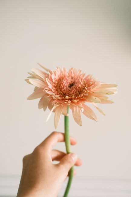 A delicate pink gerbera is gracefully held against a soft white background.