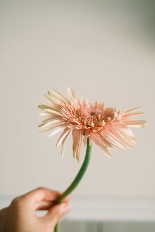 Darmowe zdjęcie z galerii z kwiat, łodyga, pionowy strzał