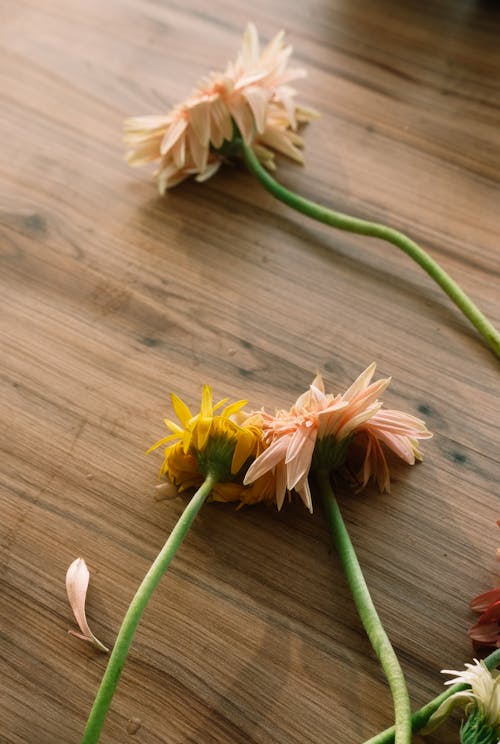 꽃, 꽃잎, 목조 테이블의 무료 스톡 사진