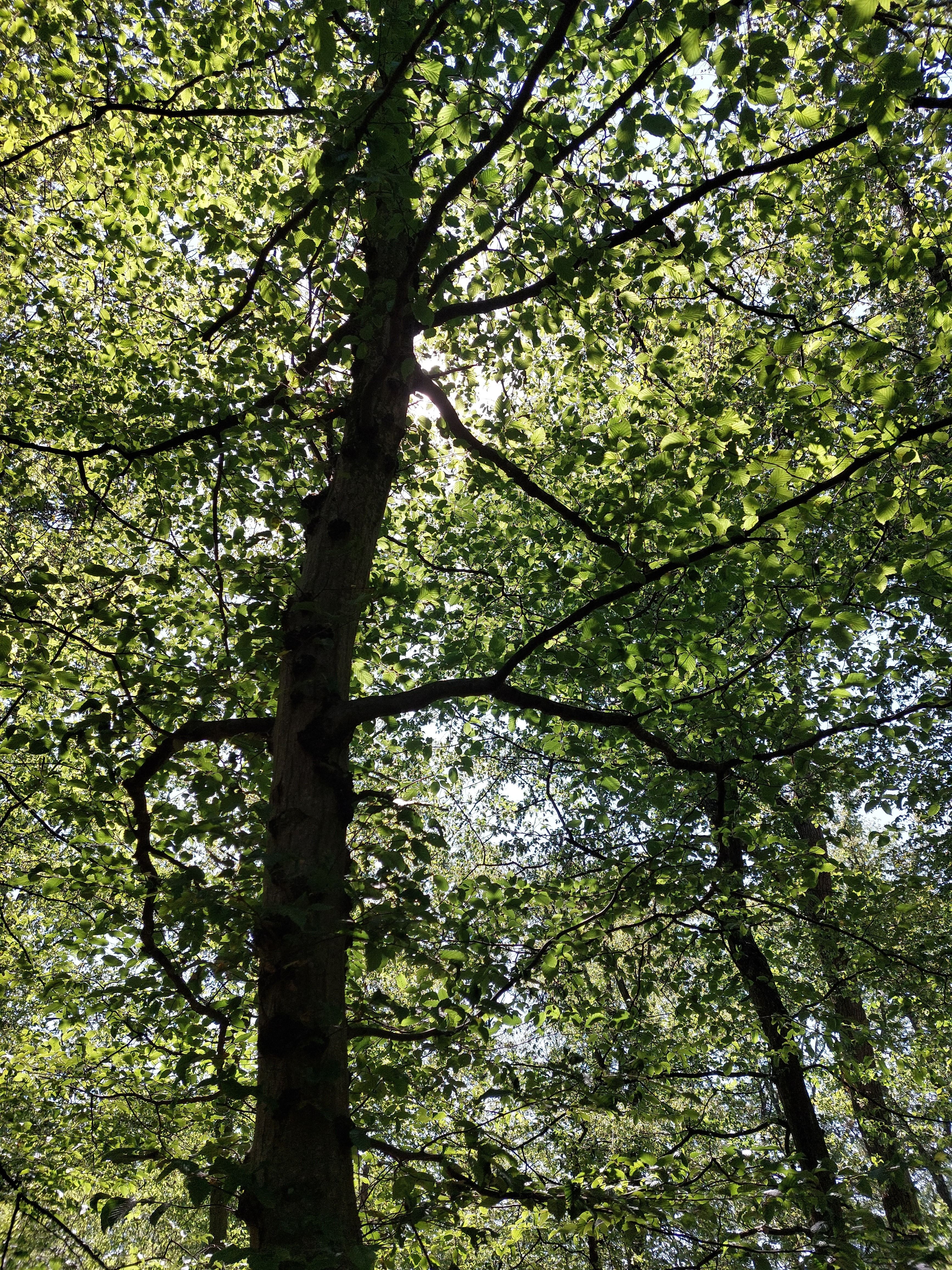 Sunlit Trees in Forest · Free Stock Photo