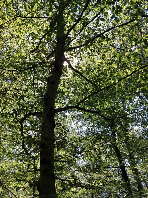 Free Sunlight filters through the dense leaves of a beautiful tree in a lush, green forest. Stock Photo
