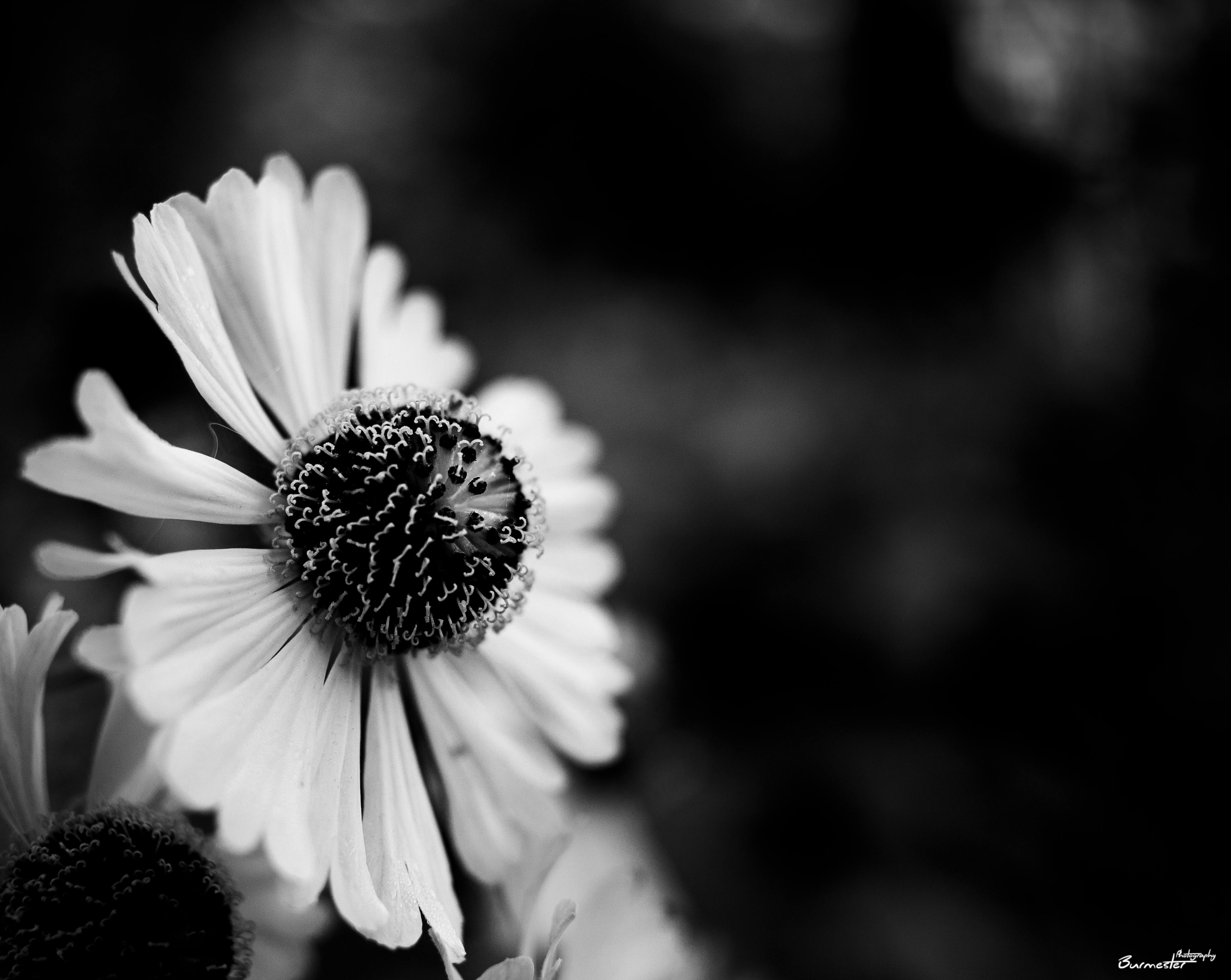 4kの壁紙 Bnw ノワールとブランの無料の写真素材 4kの壁紙 Bnw ノワールとブランの無料の写真素材