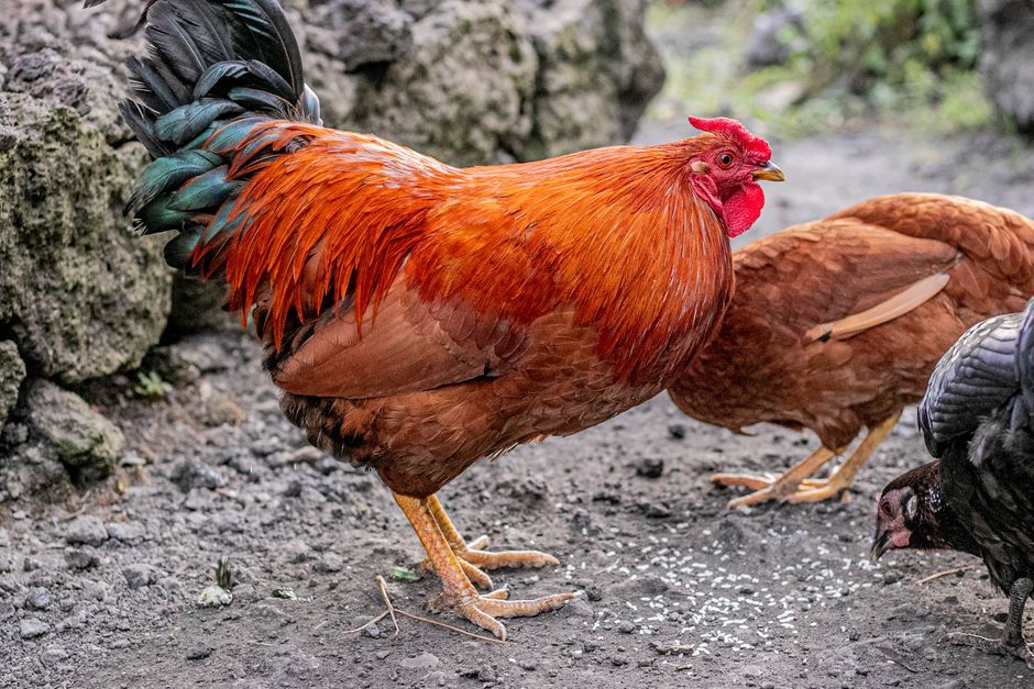 Close-up of a vibrant rooster with hens in rural Goma, DR Congo.