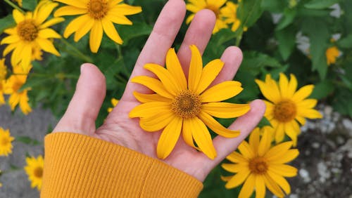 Woman Hand Holding Yellow Flower