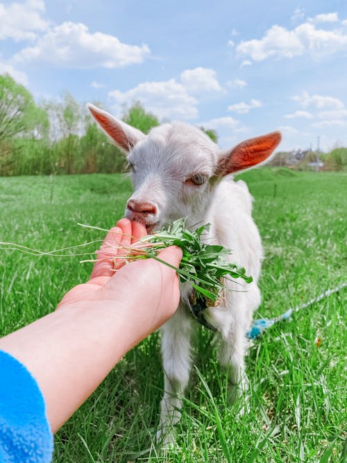 Hand Feeding Goat Kid
