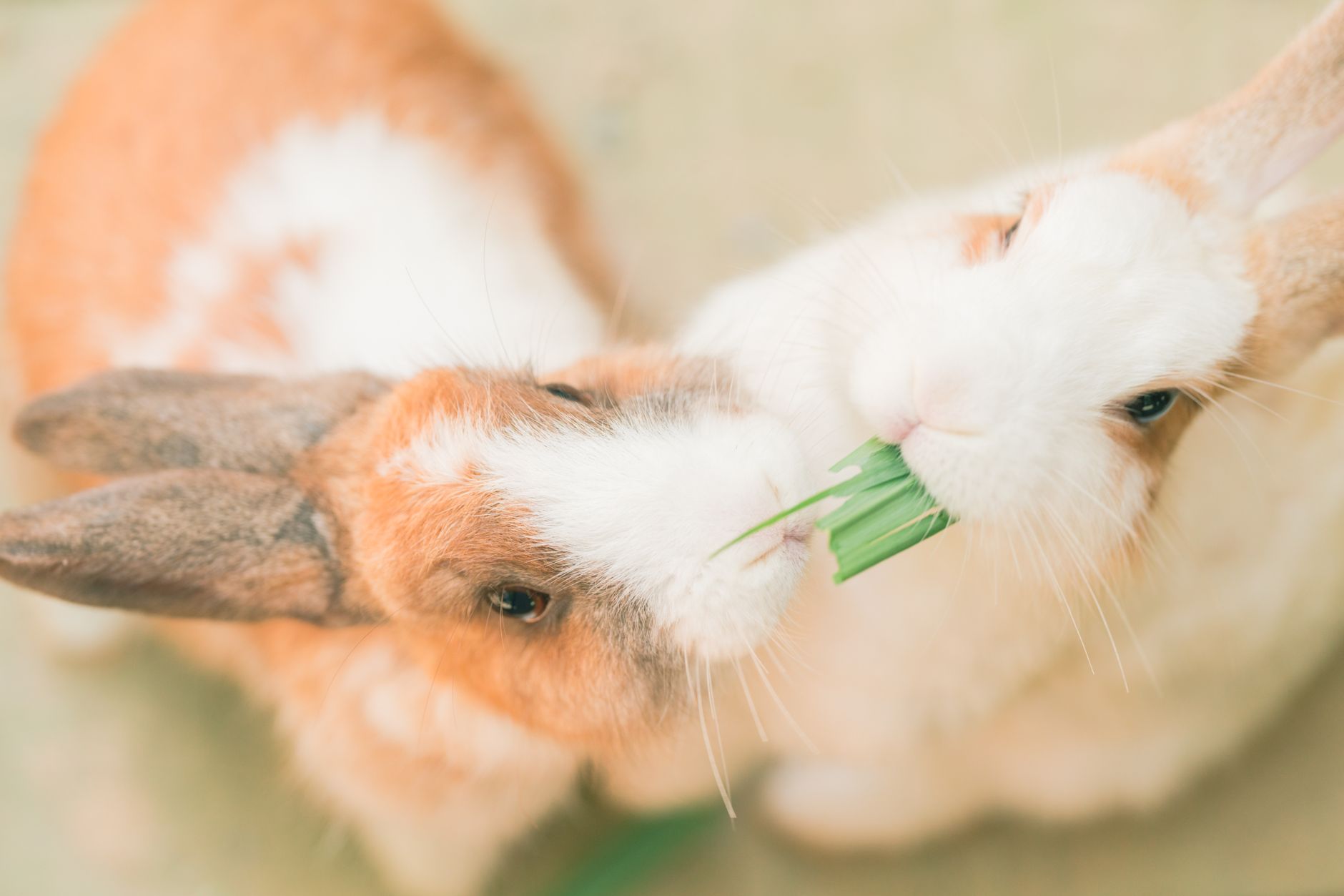 dog eating pure rabbit ear treat, natural chew