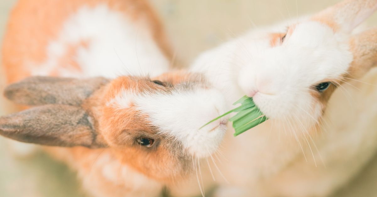 Close up of Rabbits · Free Stock Photo