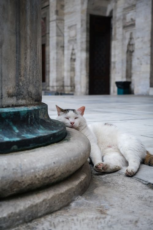 Free A serene white stray cat sleeps by a grand column in a historic mosque setting. Stock Photo