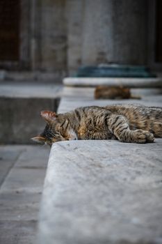 Serene image of a stray tabby cat sleeping on stone steps in an urban setting.