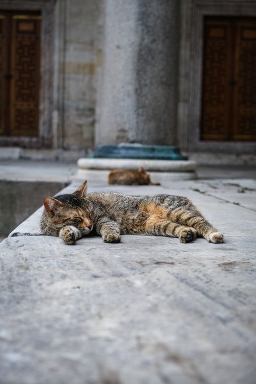 Free Peaceful gray cat resting on a stone ledge in a historical building setting. Stock Photo