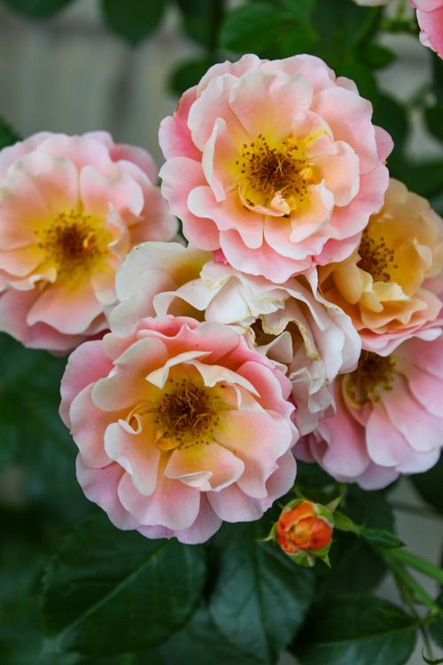 Free Close-up of vibrant pink roses with green leaves, capturing their beauty and elegance. Stock Photo