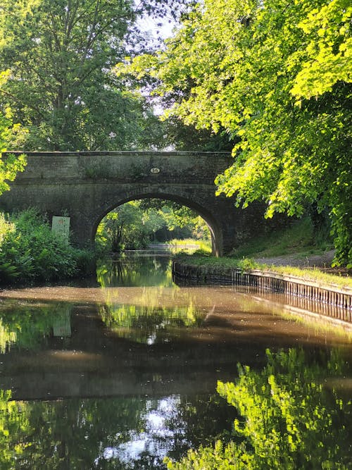 Forest around River with Stone Bridge