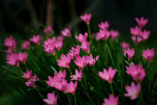 A stunning display of pink rain lilies (Zephyranthes) in full bloom, highlighting natural beauty.