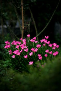 A beautiful cluster of pink flowers blooming in a lush outdoor garden in Dacca, Bangladesh.