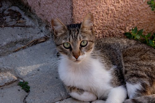 Cat Lying Down