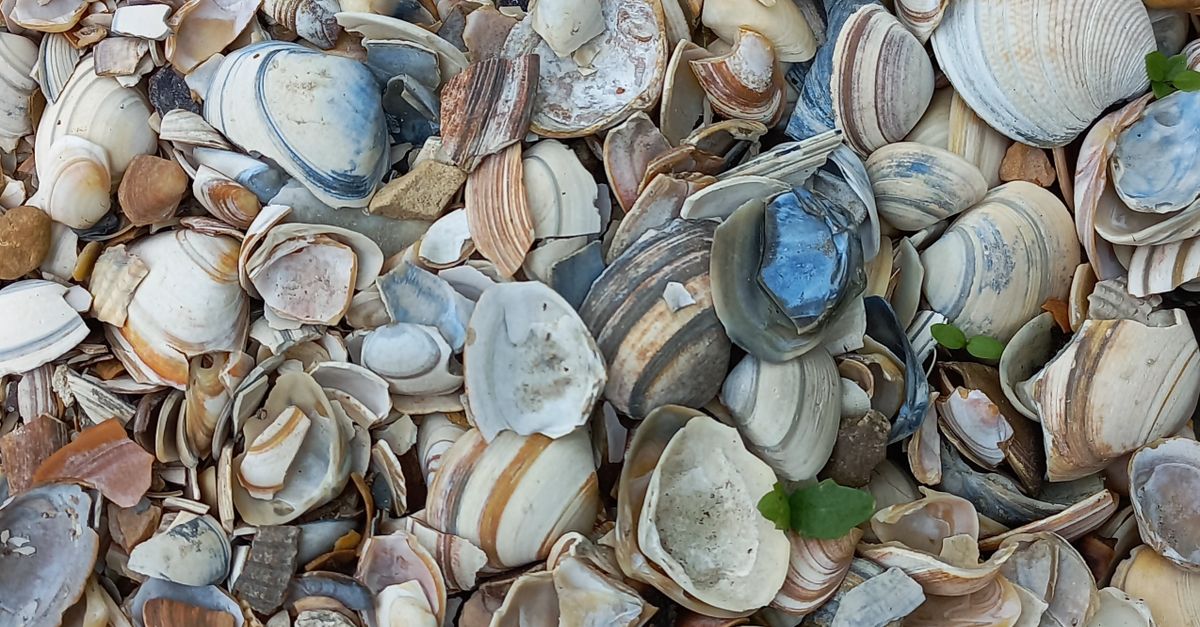 Shell Layed Shells Lying Down on Ground · Free Stock Photo