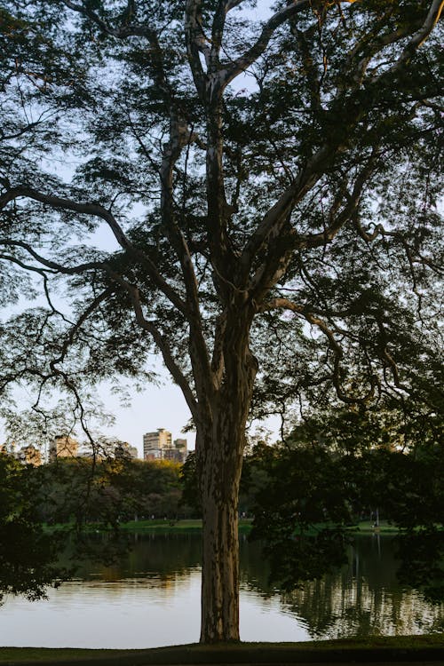 Безкоштовне стокове фото на тему «дерева, зростання, листяні»