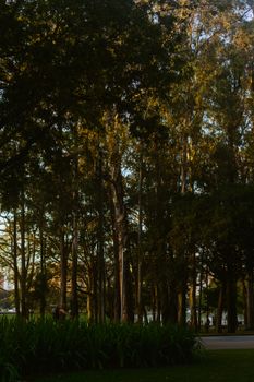 A tranquil park scene featuring a tree-lined path with warm sunlight filtering through.