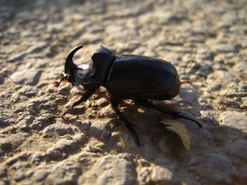 Безкоштовне стокове фото на тему «Beetle, впритул, земля»