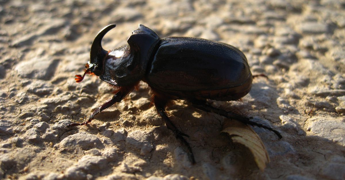 Photo by Orkhan Sweden Detailed shot of a rhinoceros beetle on a textured stone ground in natural light.