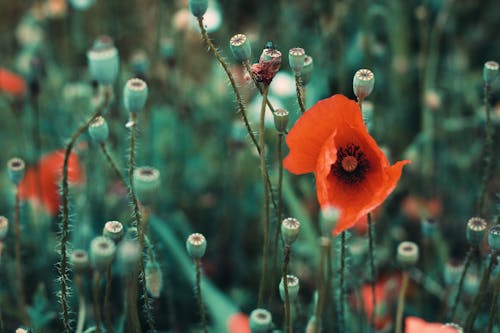 Darmowe zdjęcie z galerii z czerwony, kwiat, łąka