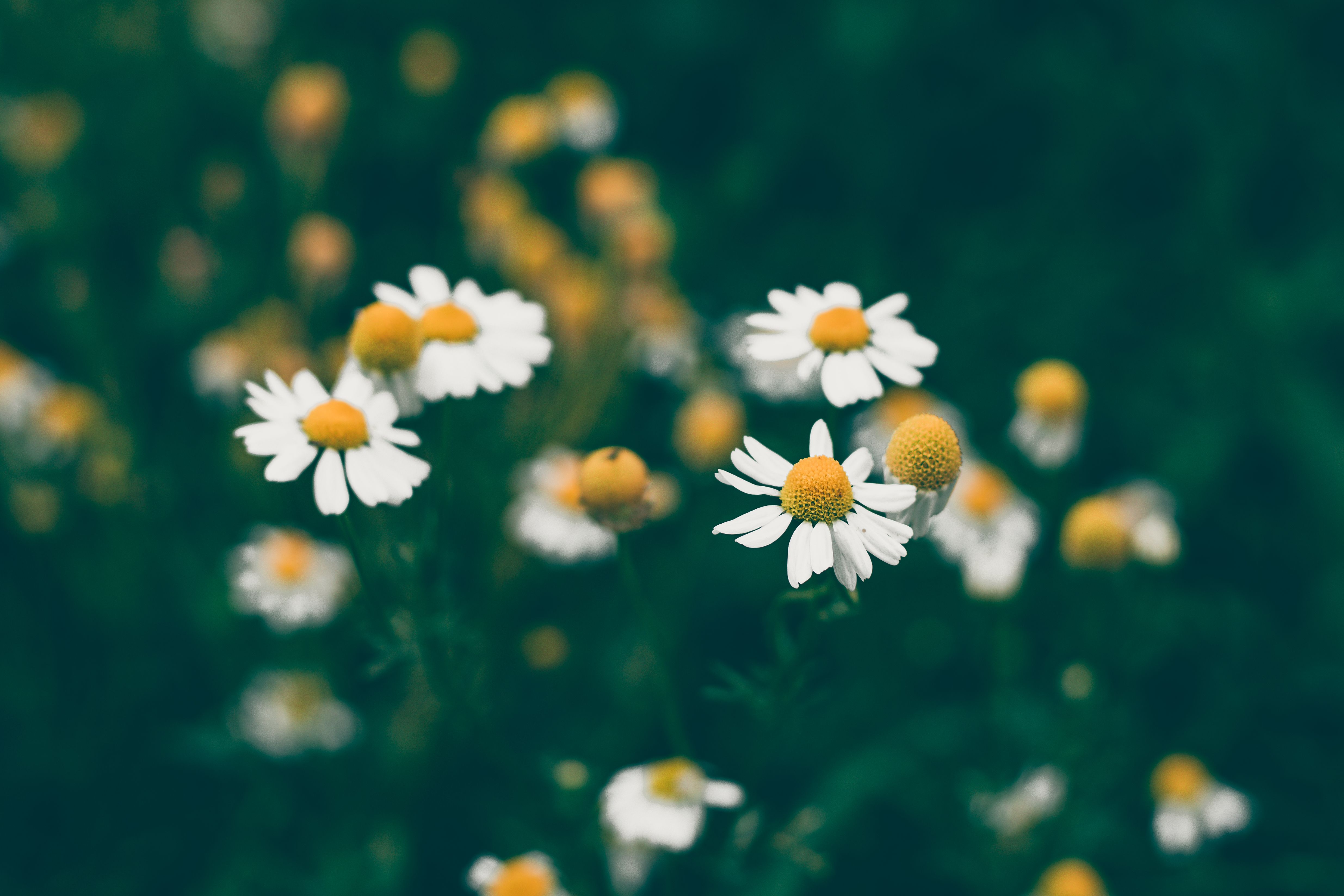 Photos: Center for Creative Photography announces acquisition of nine photography archives — Photo by Andrea Music on Pexels