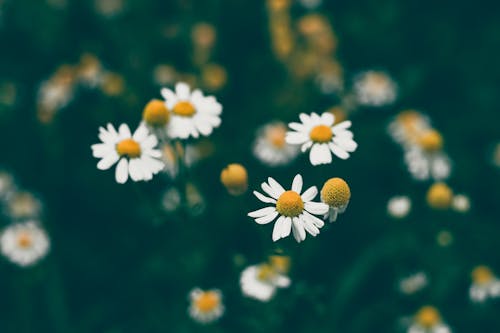 White Daisies in Nature